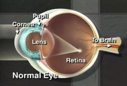 normal eye