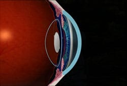 1765546507_capsular-bag-of-the-eye Cataract Care